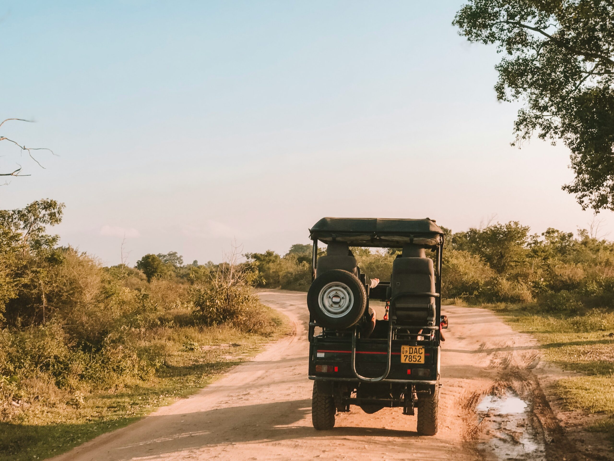 Safari dans la nature sauvage — un véhicule tout terrain sur une route de terre bordée de verdure.