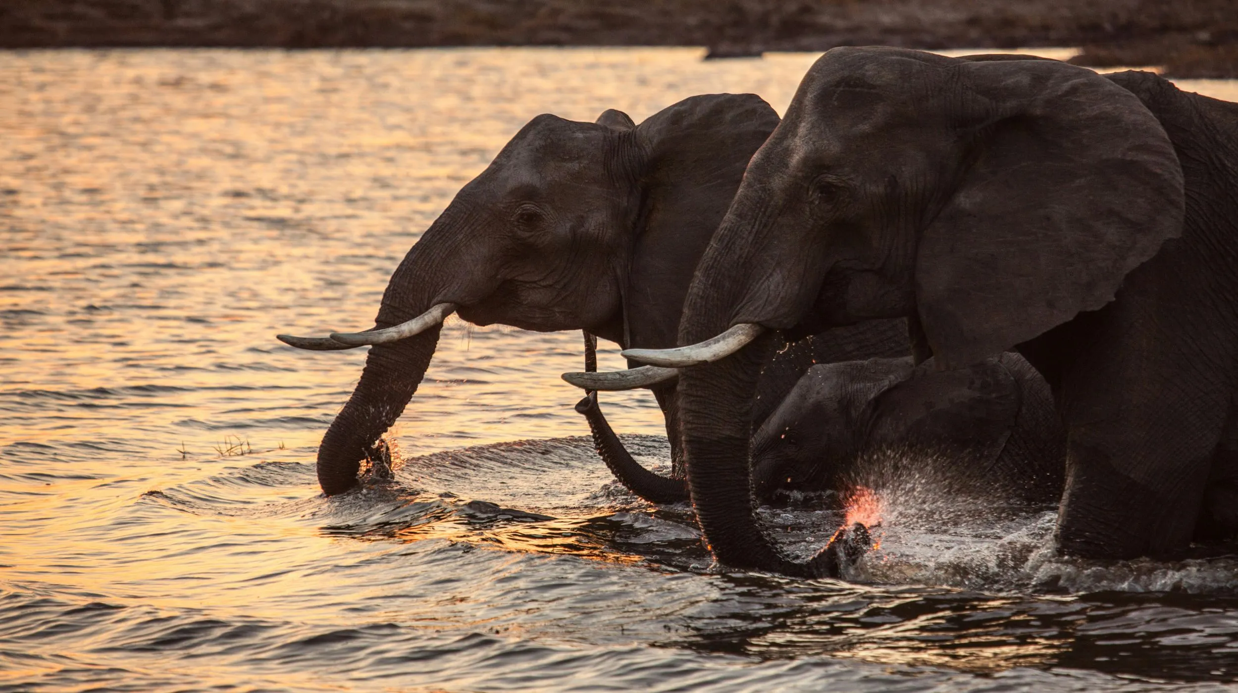 Éléphants se baignant dans un lac au coucher du soleil, ambiance sauvage et apaisante.