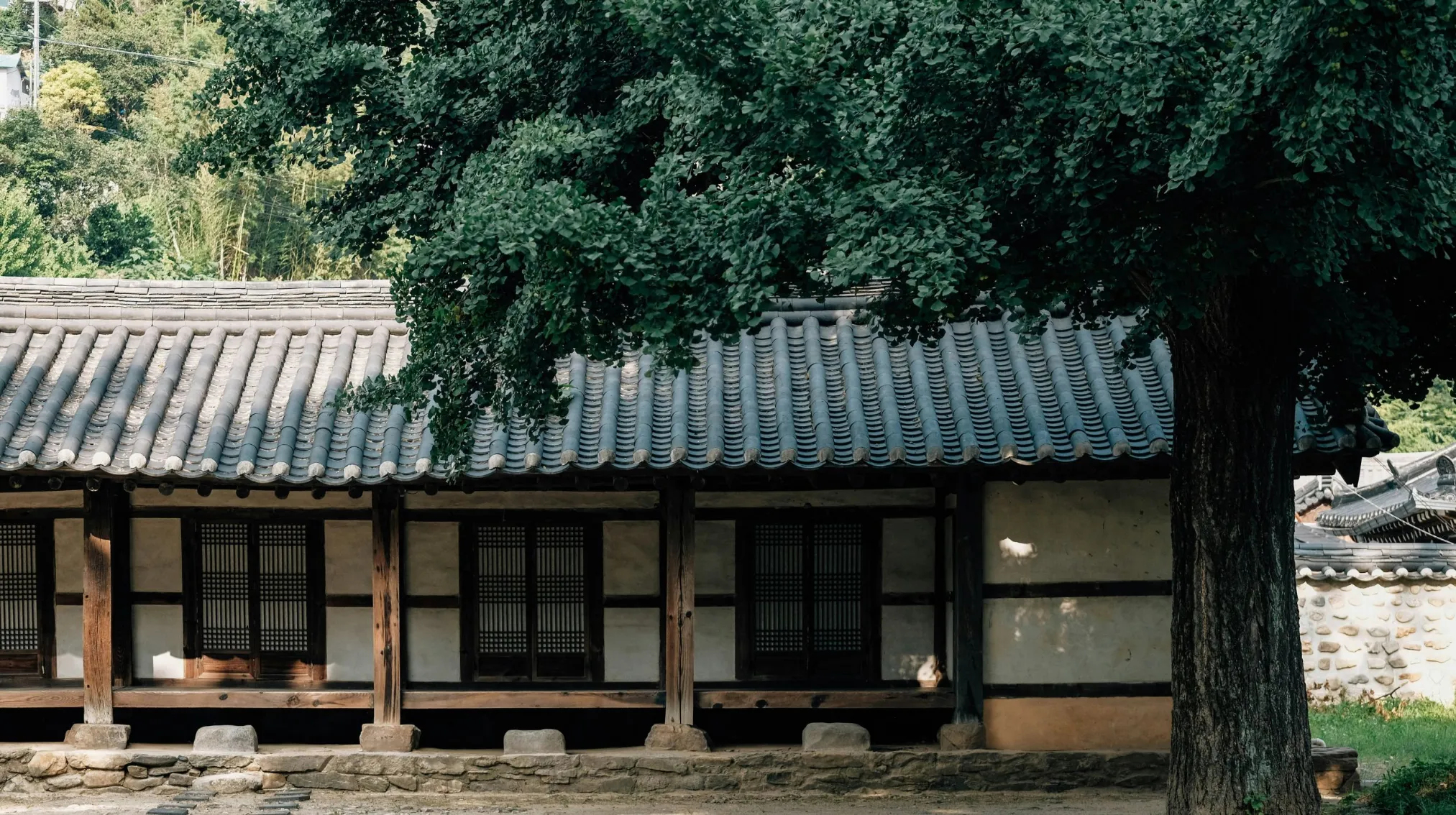 Maison traditionnelle sous un arbre, Corée du Sud — un cadre paisible et enchanteur.