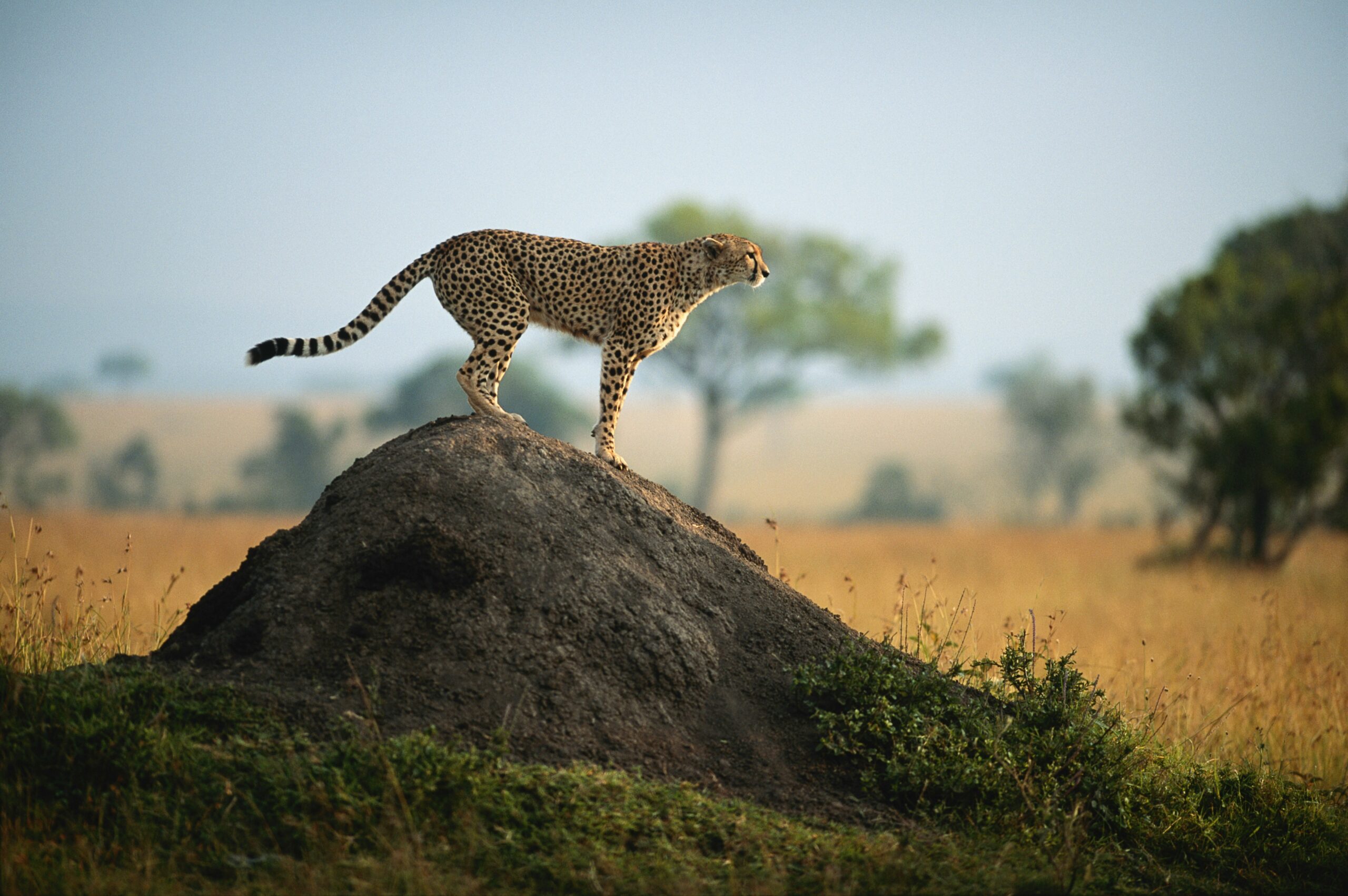 Guépard sur un rocher — paysage sauvage et majestueux d'Afrique du Sud.