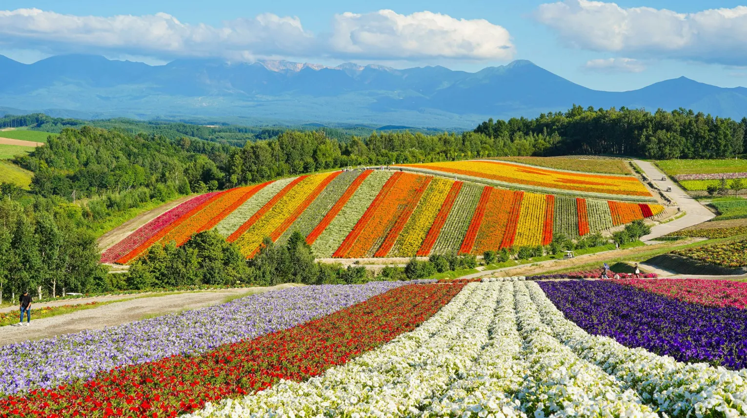 Champs de fleurs colorées à Hokkaido au Japon avec des montagnes en arrière-plan, offrant un paysage enchanteur et pittoresque.