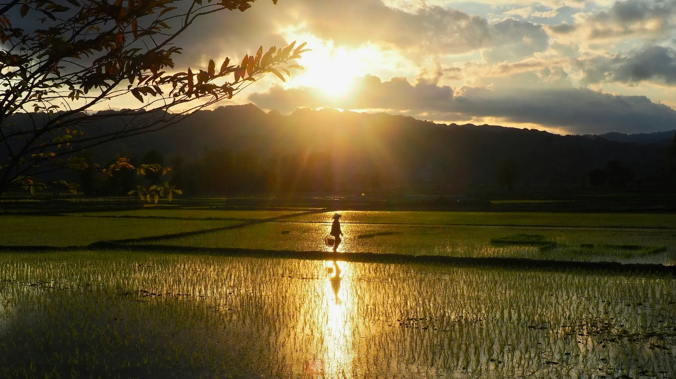 Rizières dorées au coucher du soleil au Laos, ambiance paisible et magique.