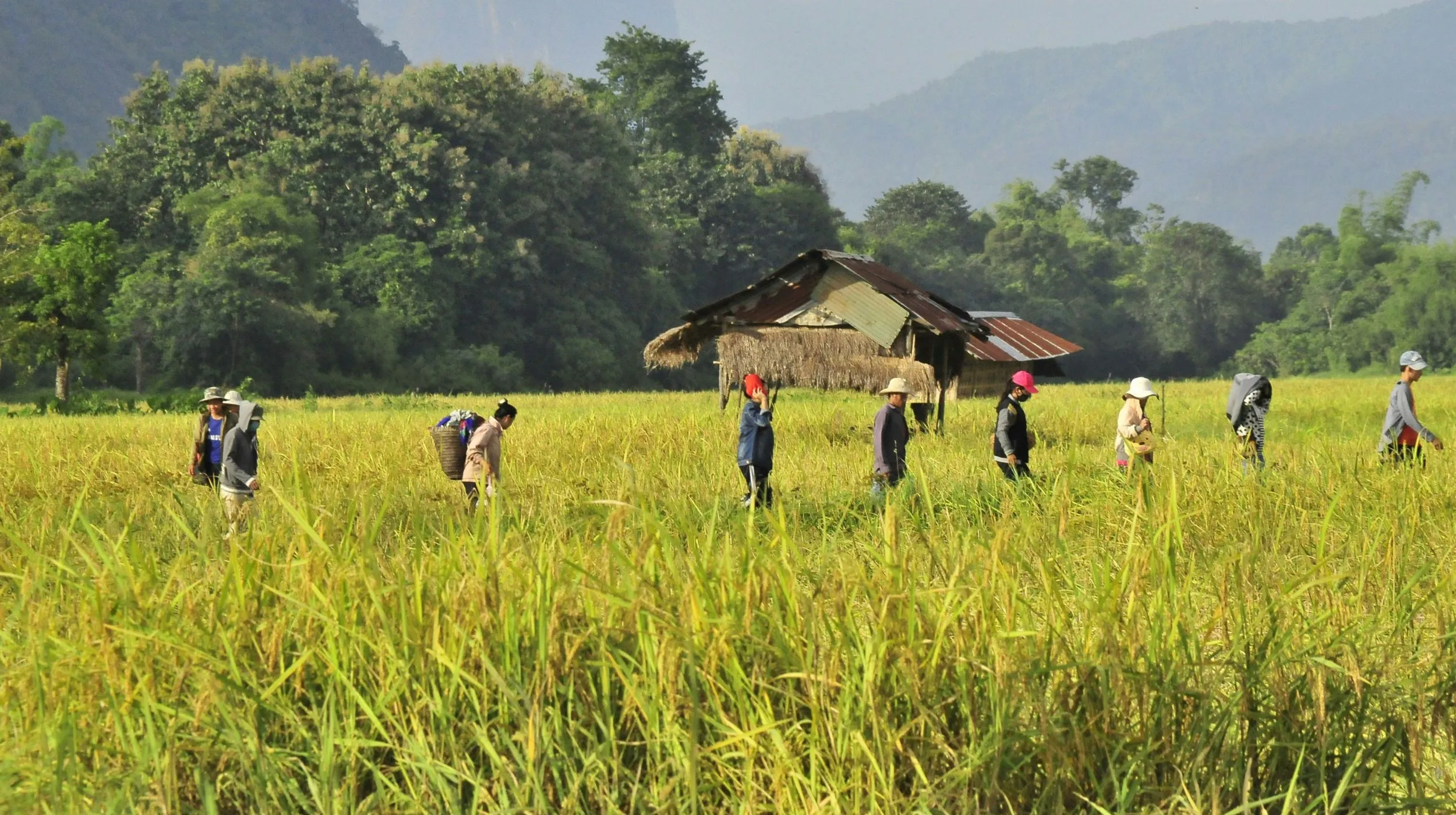 Rizières verdoyantes, ambiance paisible — des travailleurs récoltent le riz sous un ciel lumineux.
