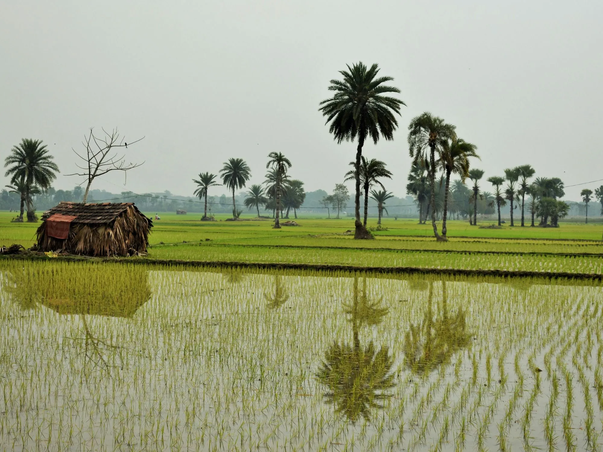 Paysage idyllique avec rizières verdoyantes et palmiers majestueux, évoquant un cadre tropical apaisant.