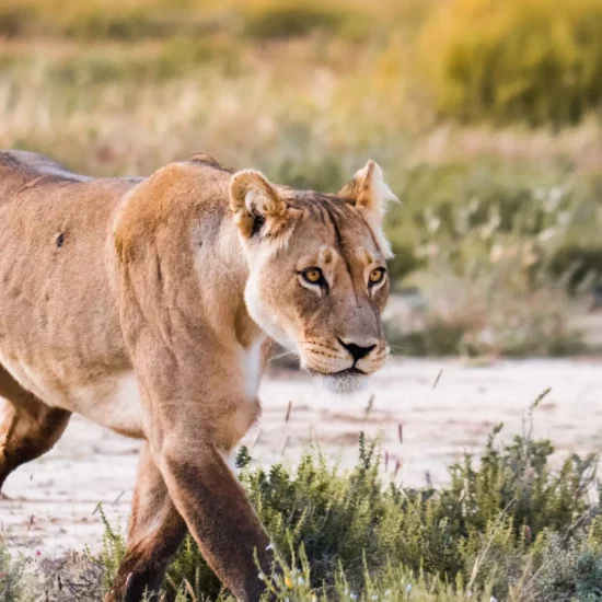 Lionne dans un paysage sauvage — Une scène captivante d'une lionne se déplaçant avec grâce dans la nature.