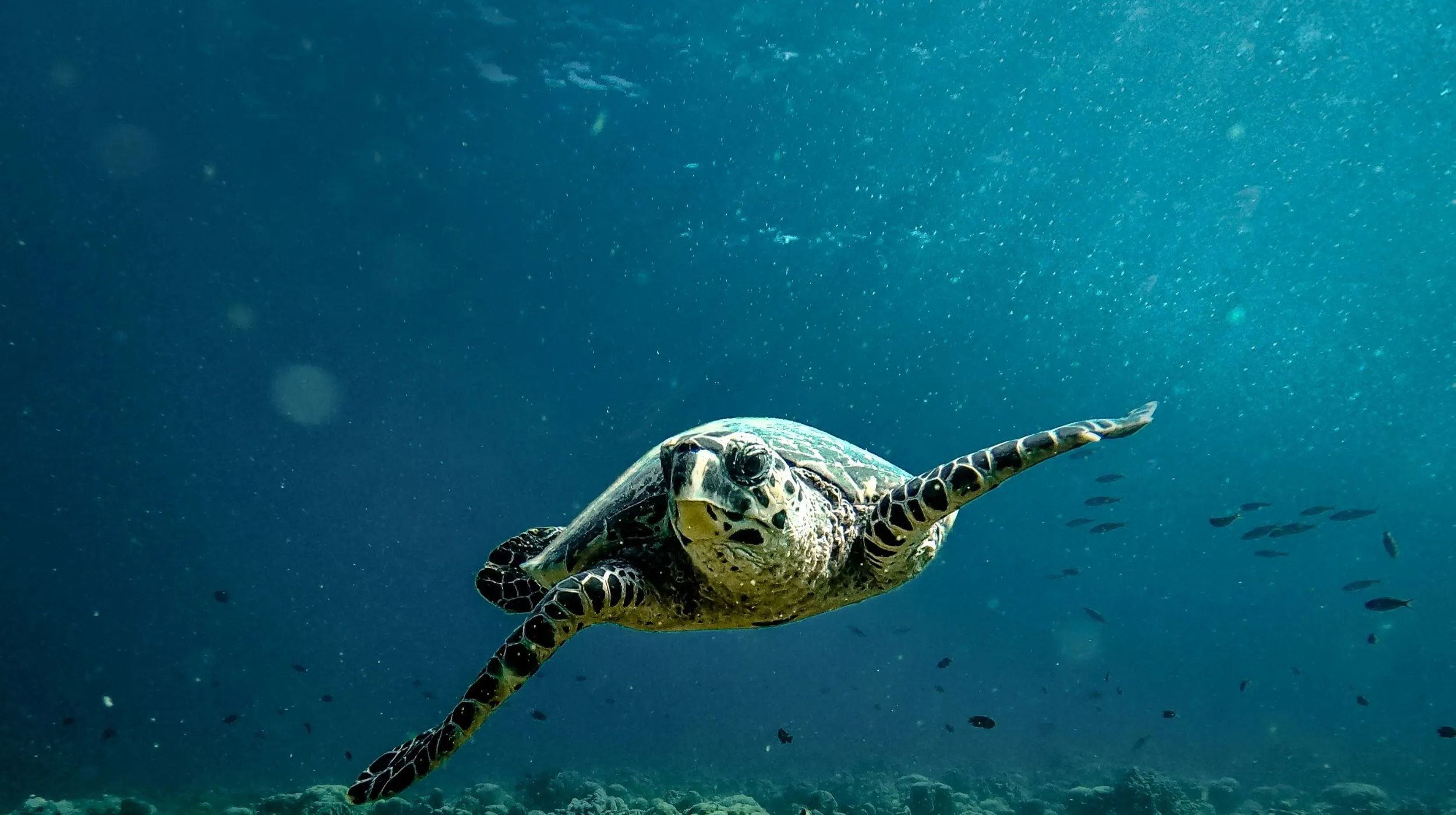 Tortue nageant dans des eaux cristallines, un spectacle marin enchanteur et apaisant.