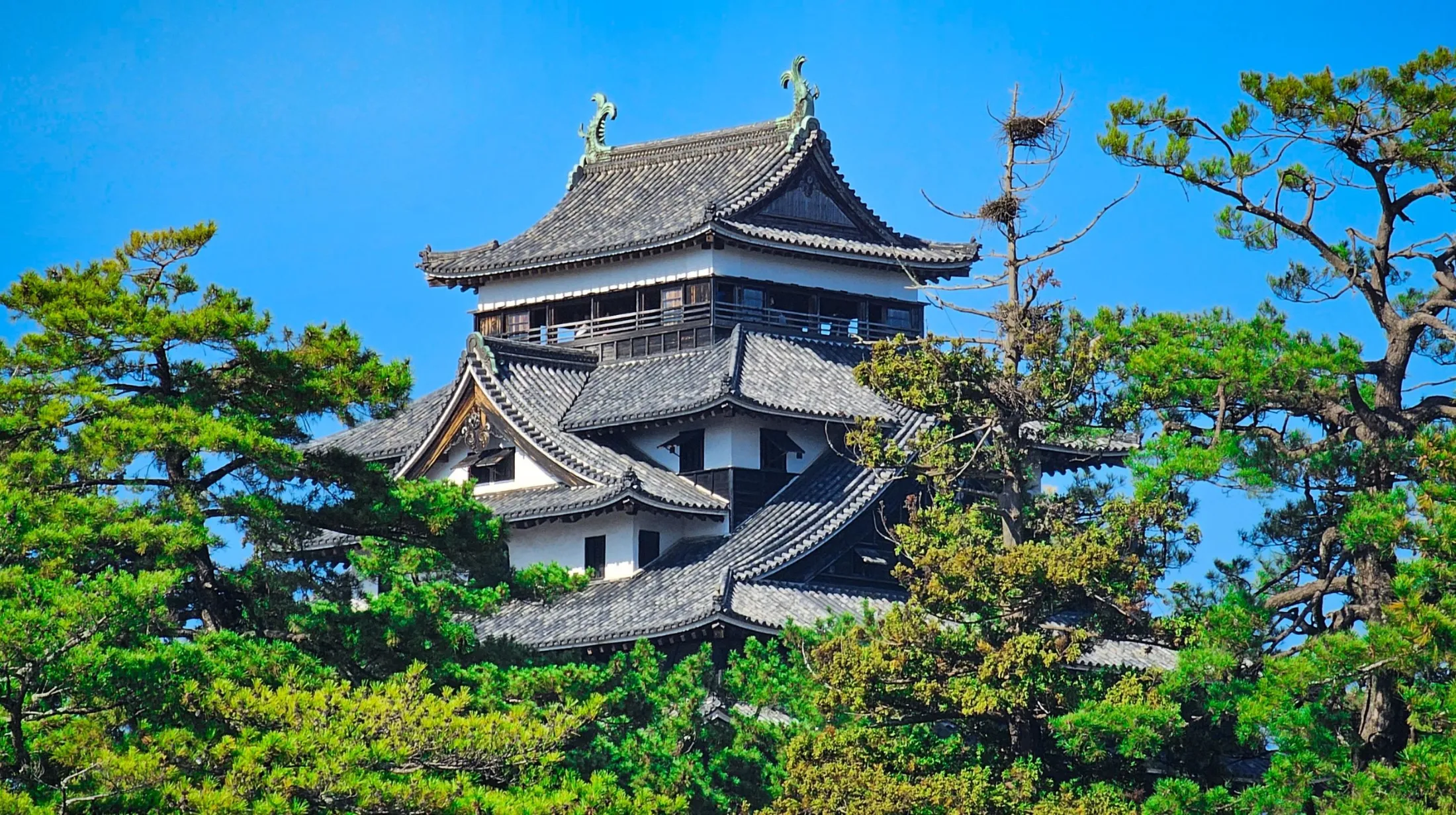 Château traditionnel japonais entouré de pins verdoyants sous un ciel bleu éclatant.