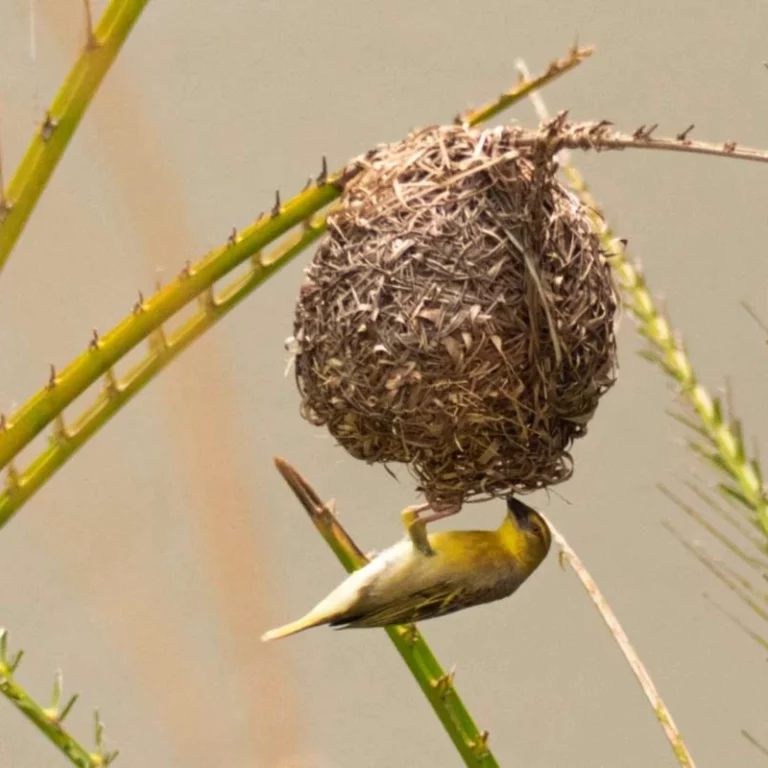 Oiseau en train de construire son nid dans une végétation luxuriante, symbole de la nature sauvage.