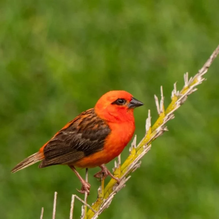 Oiseau coloré sur une branche, dans un environnement luxuriant et paisible.