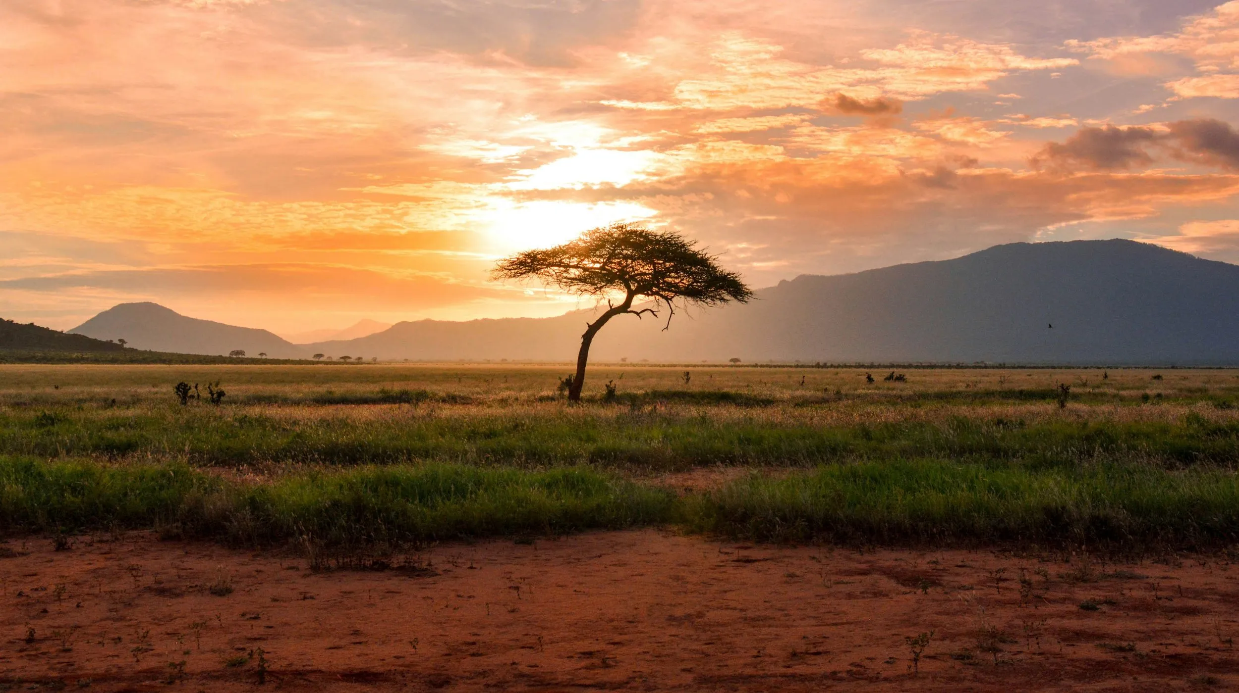 Un paysage serein avec un arbre isolé sous un ciel éclatant au coucher du soleil, évoquant une beauté sauvage.