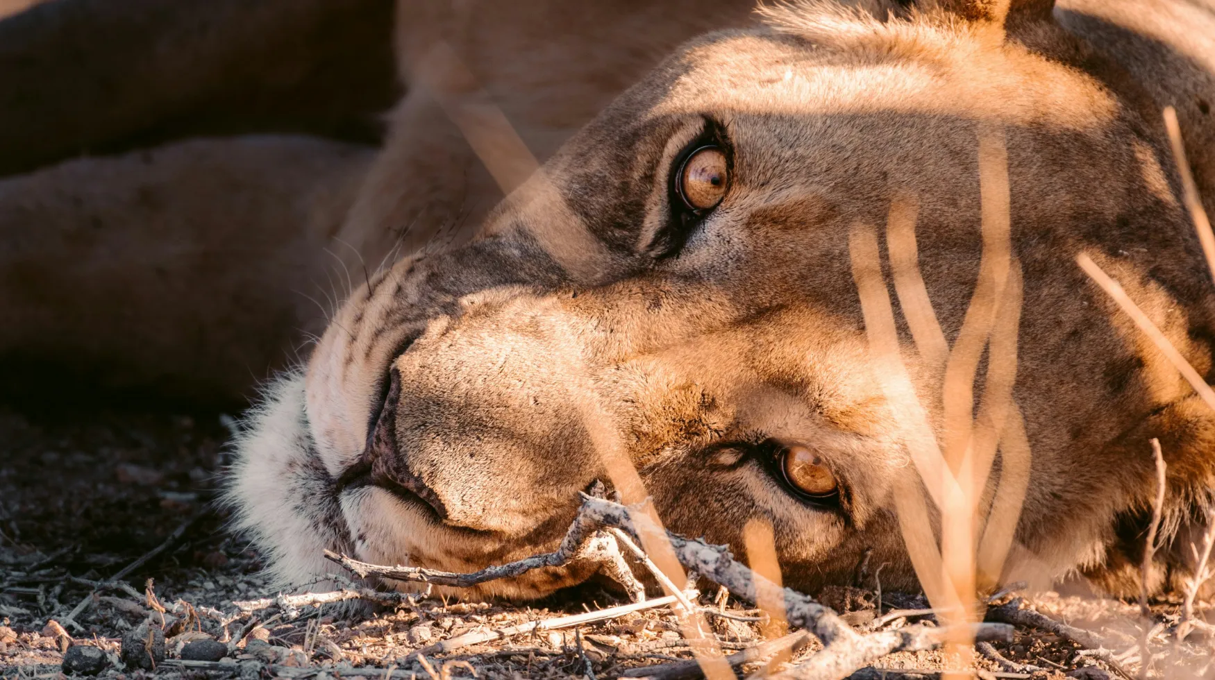 Lionne majestueuse au repos dans un environnement sauvage et préservé, captivant par son regard profond.