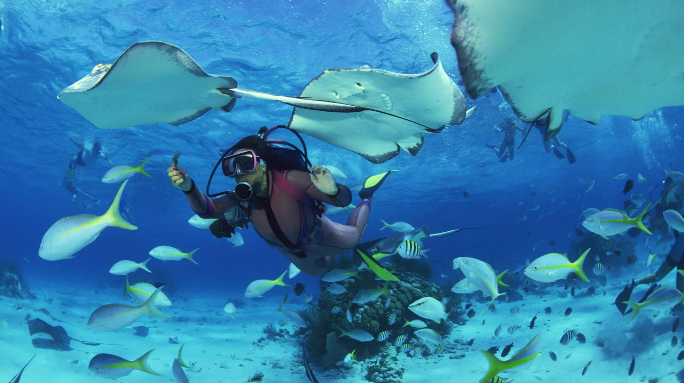 Plongée sous-marine dans des eaux cristallines, entouré de poissons colorés et de raies majestueuses.
