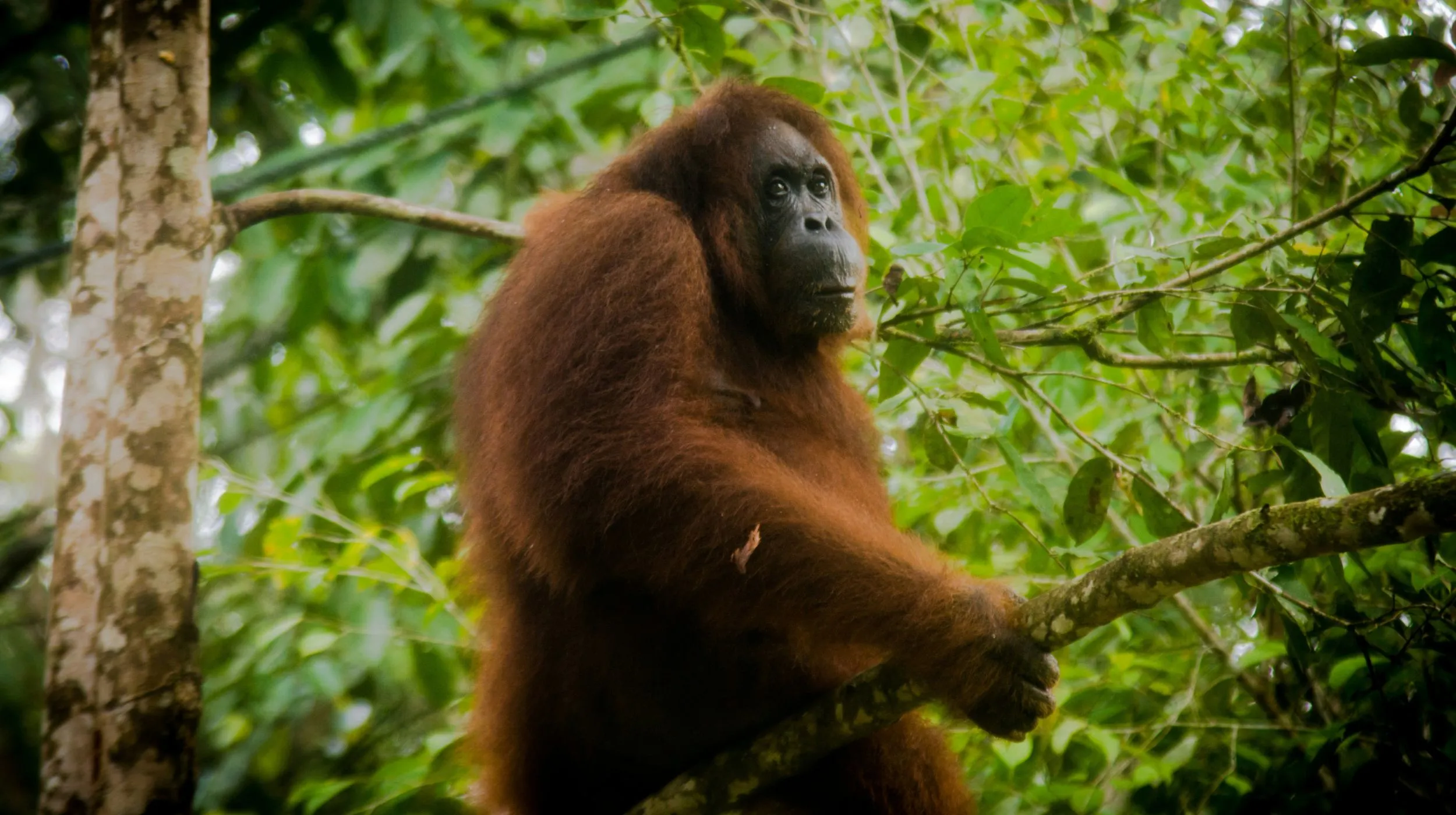 Orang-outan à Sumatra dans un environnement luxuriant — une scène fascinante de la faune sauvage.