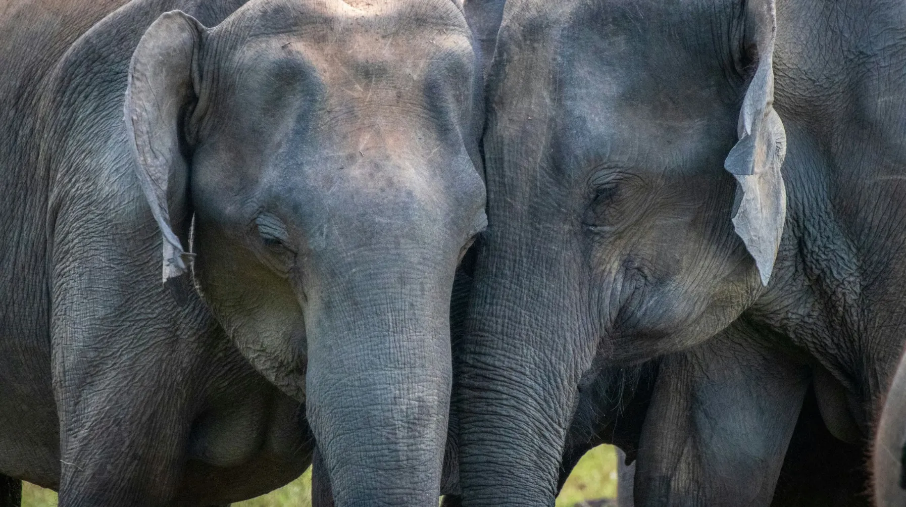 Éléphants majestueux se côtoyant dans un environnement naturel apaisant.