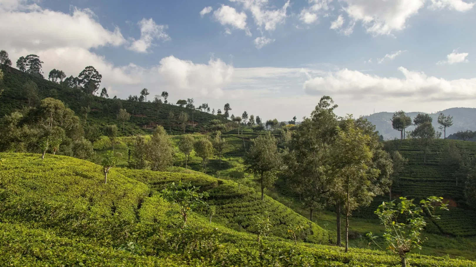 Paysages verdoyants du Sri Lanka de plantations de thé, Sri Lanka — une scène apaisante et idyllique.