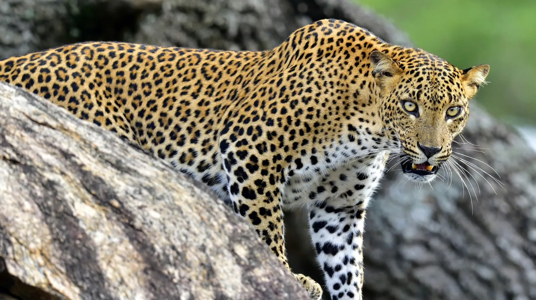 Léopard majestueux dans son habitat naturel, Afrique du Sud — rencontre sauvage et fascinante.