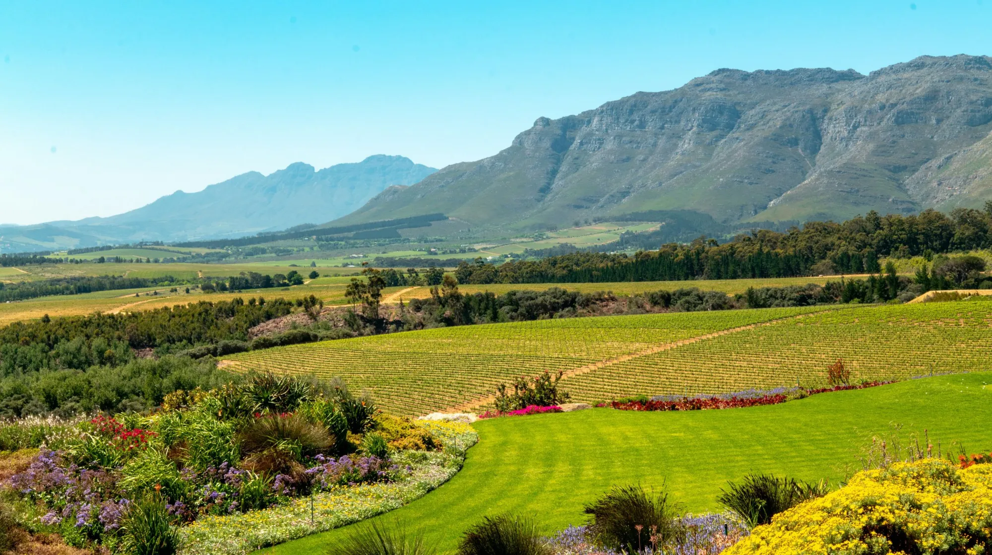 Vignobles verdoyants et montagnes majestueuses sous un ciel bleu éclatant, offrant un paysage époustouflant.