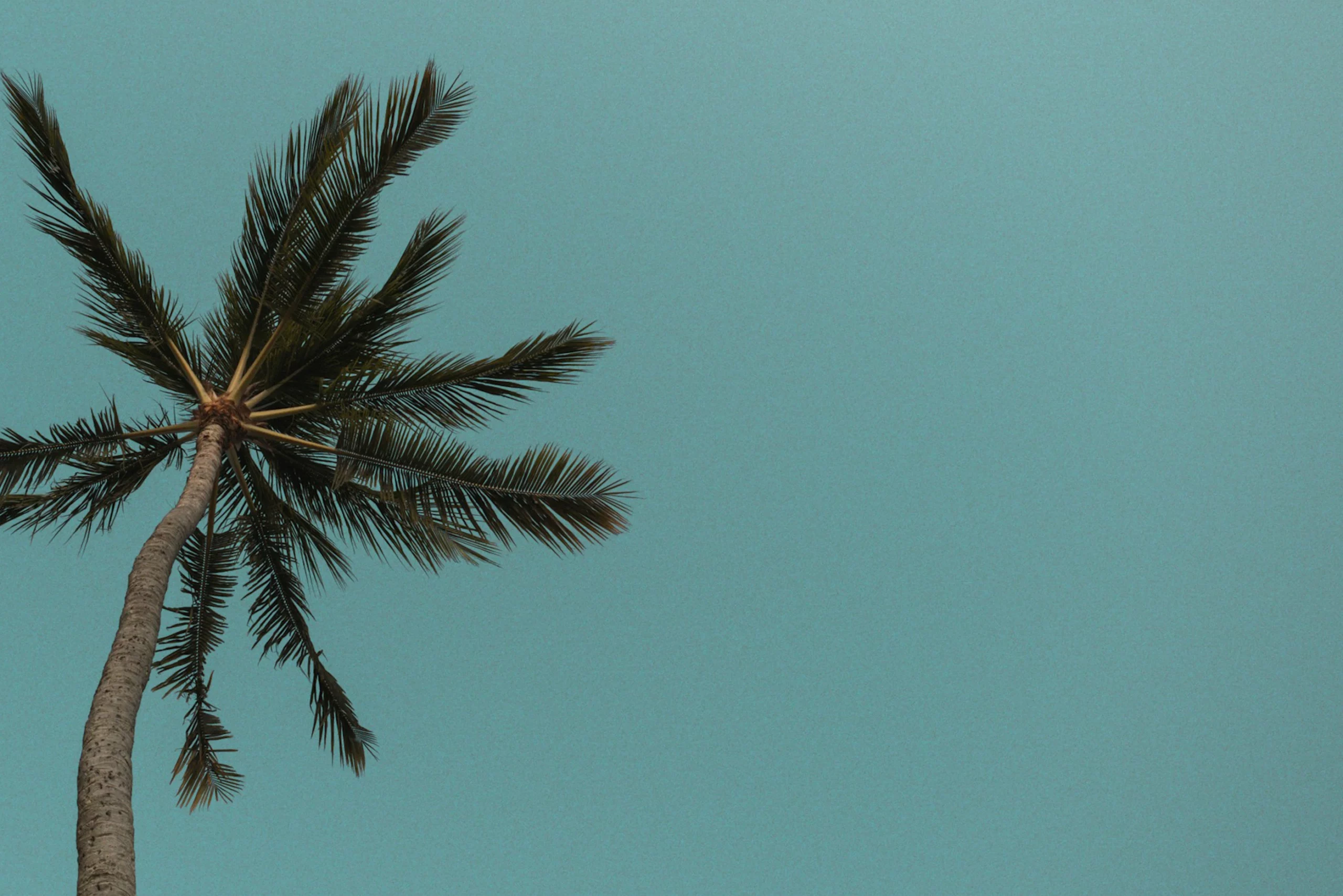 Palmier majestueux sur fond turquoise, évoquant une ambiance tropicale et apaisante.