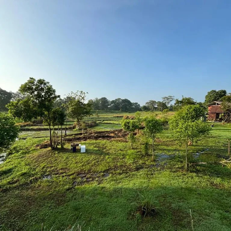 Paysage rural verdoyant, avec des arbres et des champs, sous un ciel bleu éclatant.