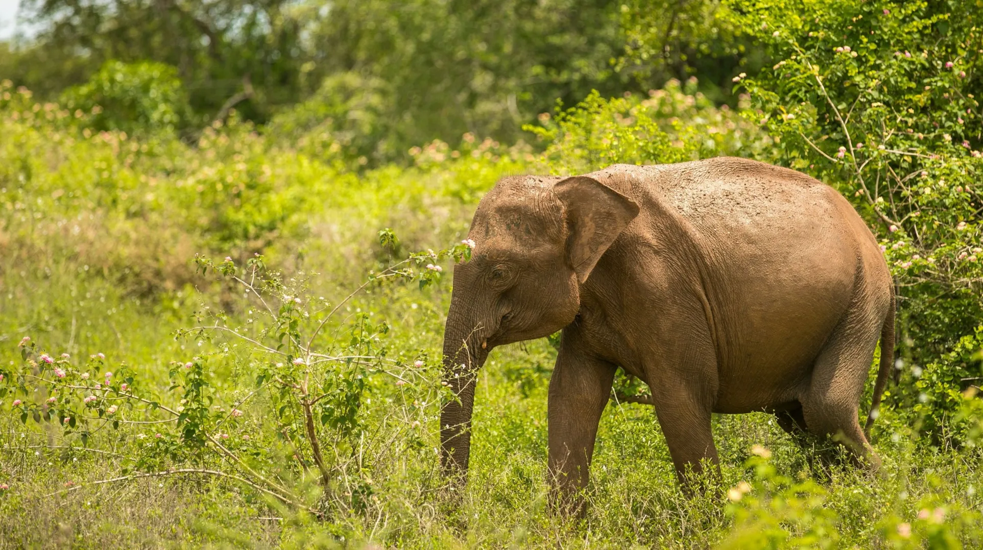 Éléphant dans un environnement luxuriant — une scène sauvage et apaisante au cœur de la nature.
