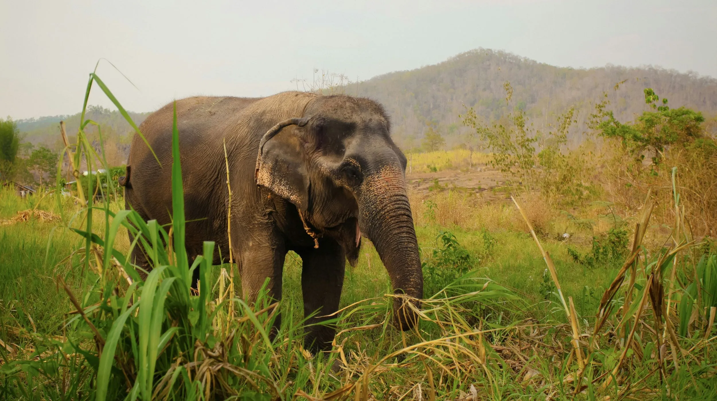 Éléphant majestueux évoluant dans une nature luxuriante, au cœur d'un paysage paisible.