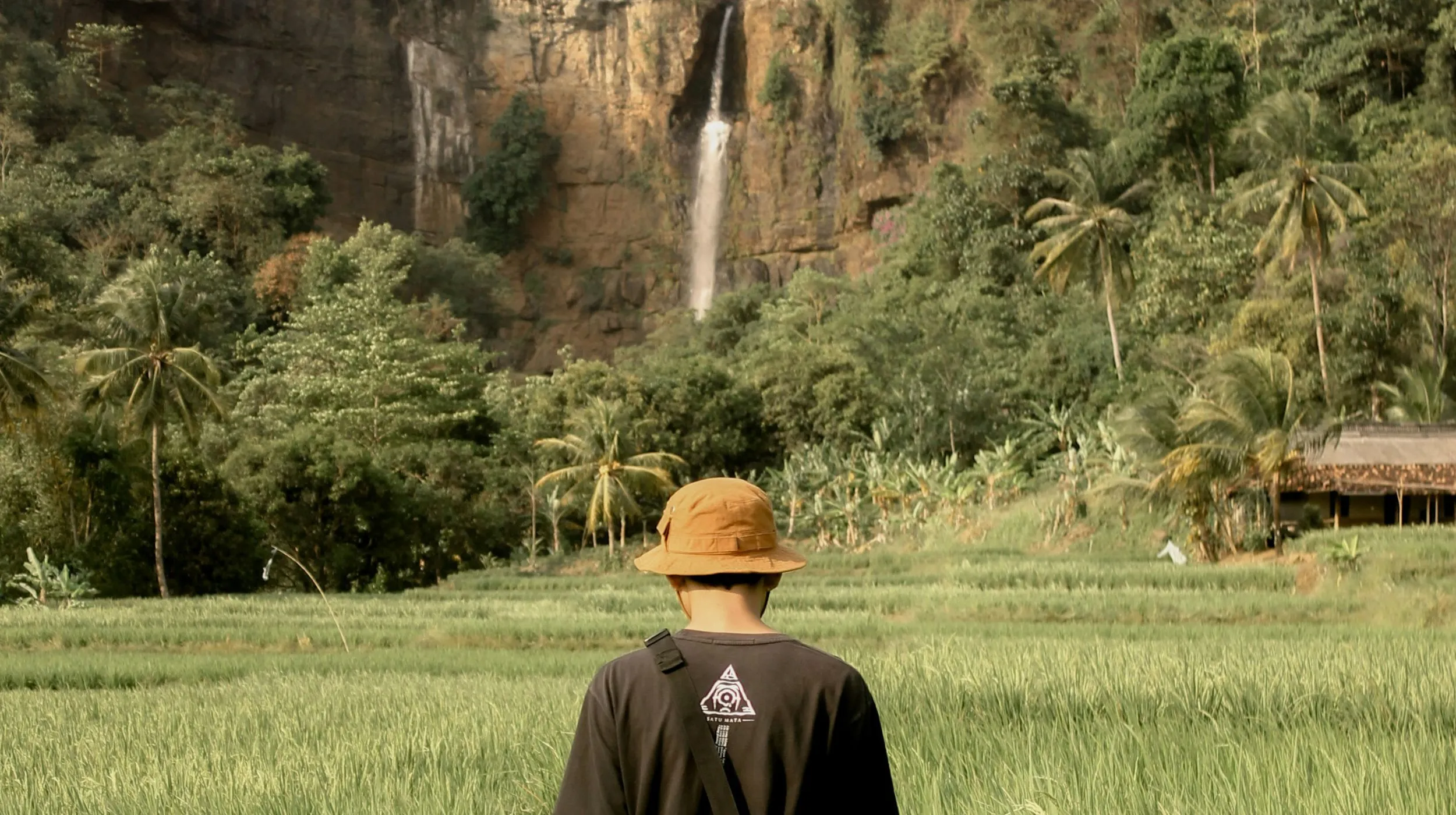 Champs de riz luxuriants et chute d'eau majestueuse en arrière-plan, ambiance paisible et naturelle.