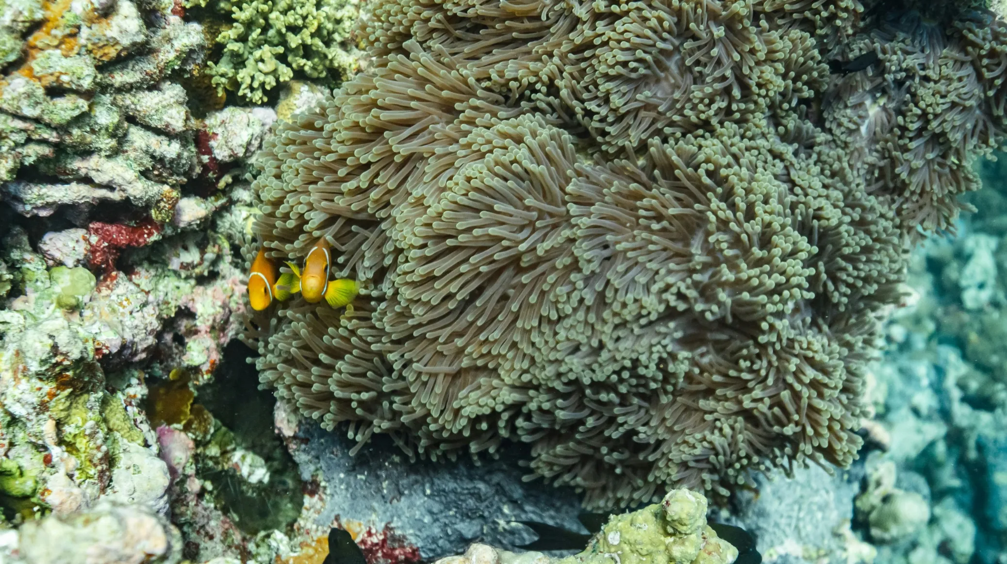 Corail coloré et poissons tropicaux — un paysage marin enchanteur à découvrir.