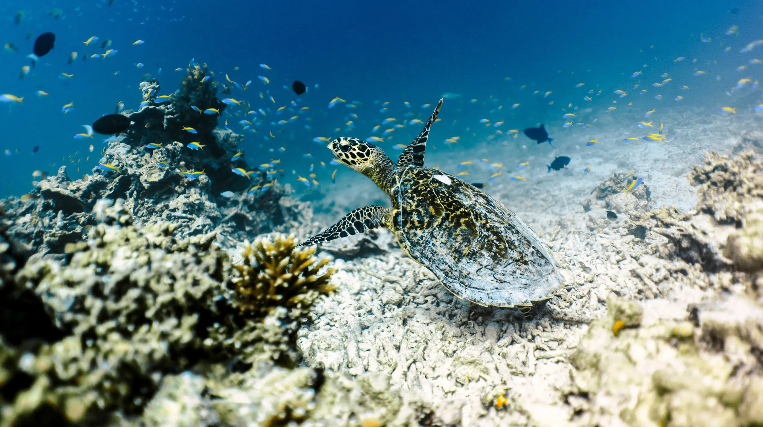 Tortue nageant parmi les coraux et poissons colorés dans un environnement marin enchanteur.