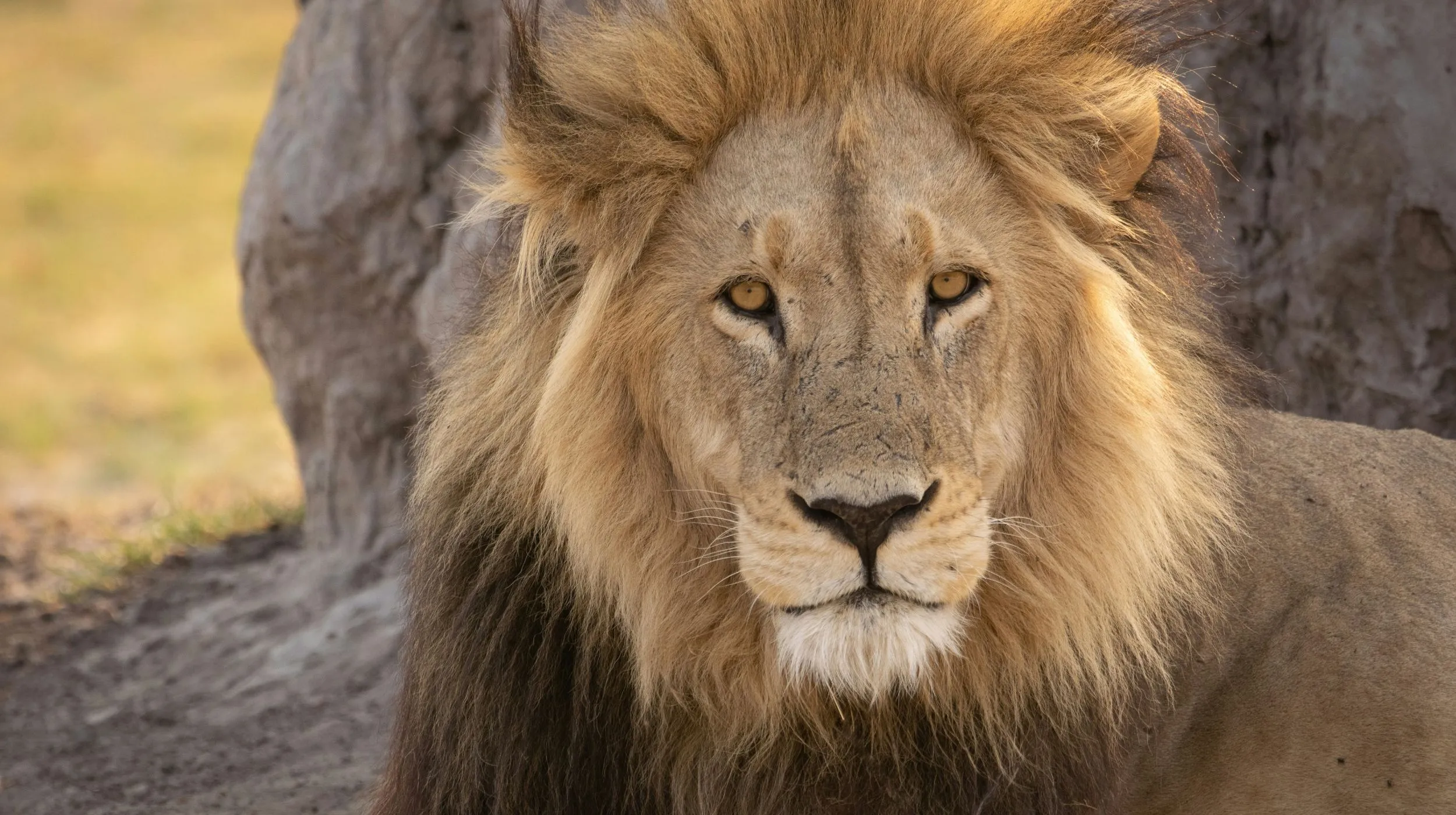 Trésors du Botswana