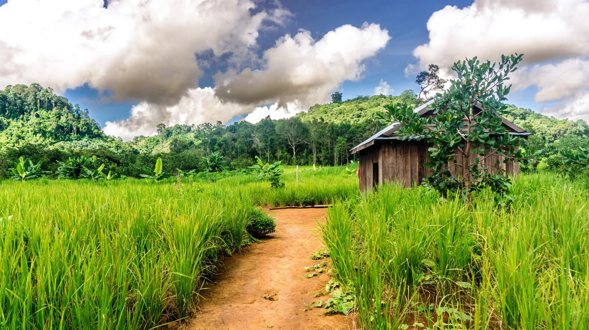 Aux confins du Cambodge