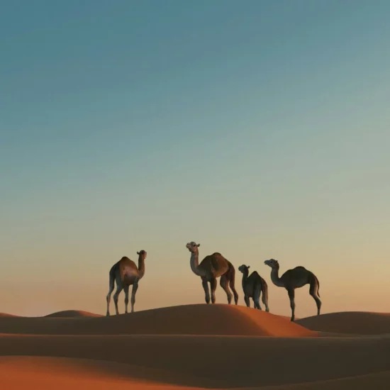 Dunes dorées au coucher de soleil — silhouettes de chameaux dans un paysage désertique époustouflant.