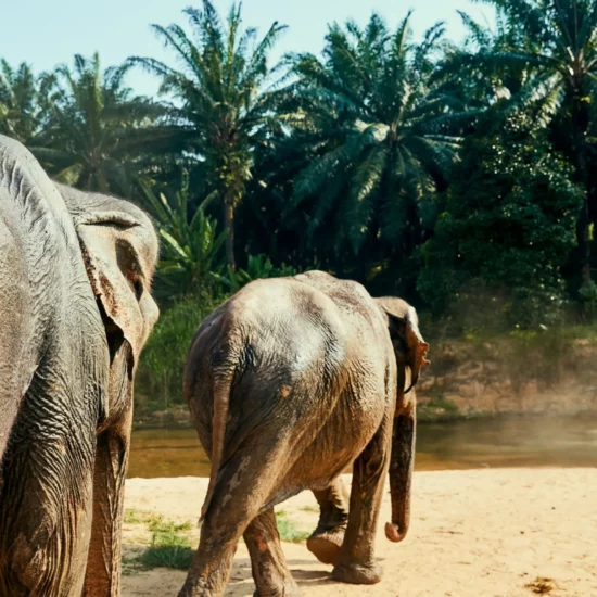 Élephants majestueux se prélassant au bord d'une rivière, entourés d'une végétation luxuriante, une scène à découvrir.