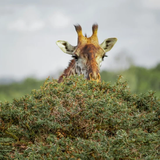 Une girafe curieuse émerge des feuillages luxuriants, invitant à l'émerveillement au cœur de la savane africaine.