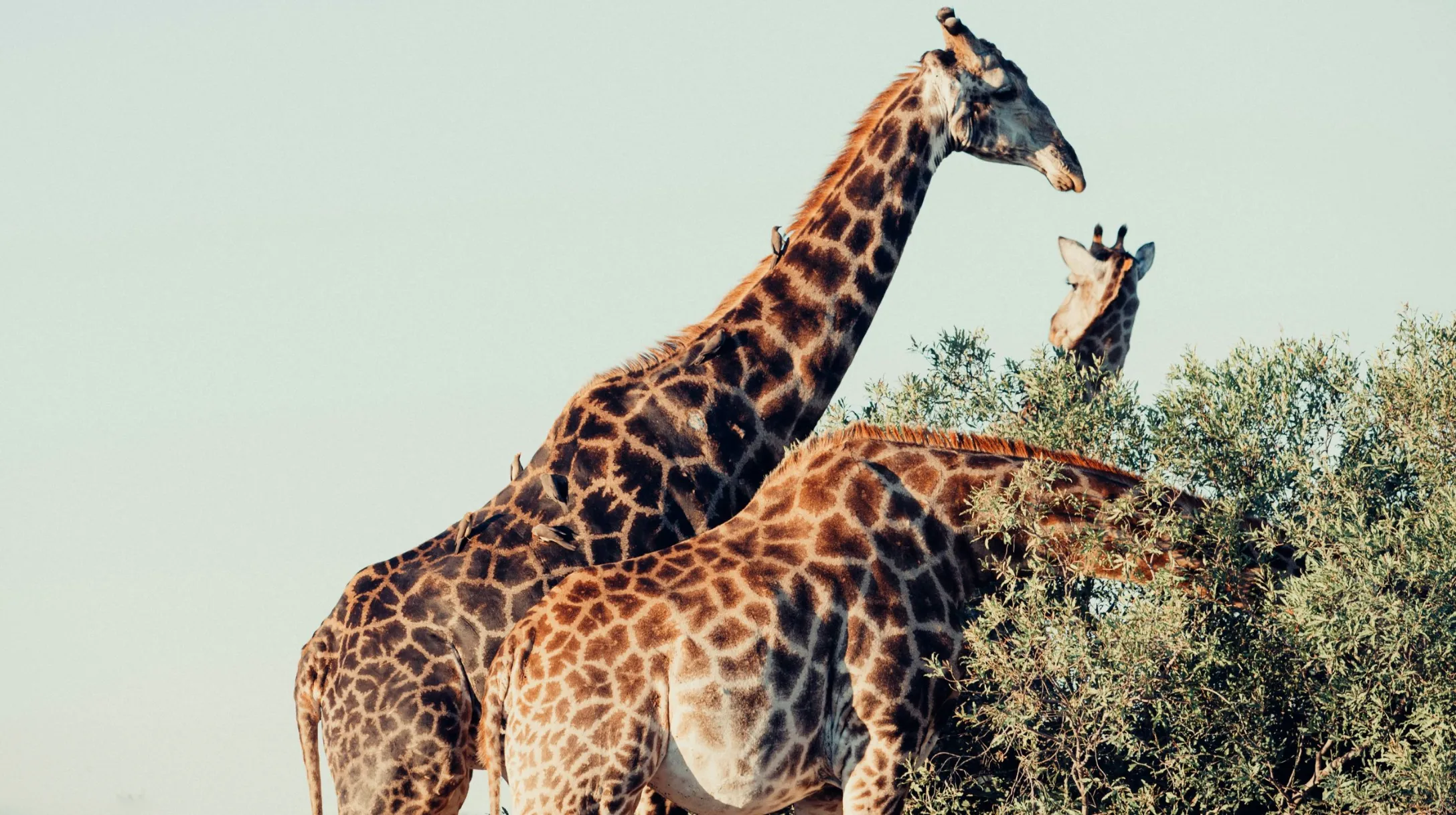 Merveilles d’Afrique du Sud