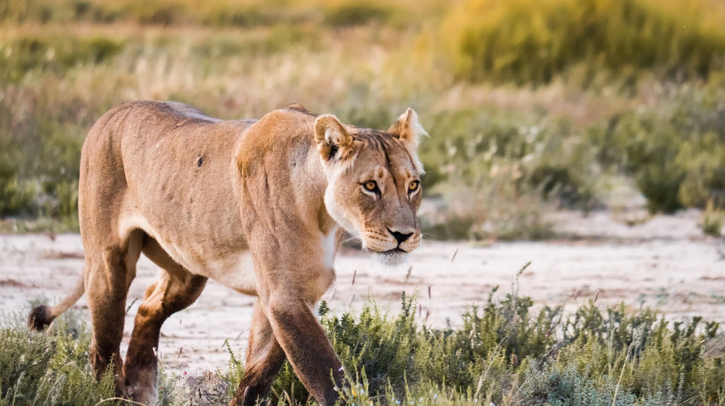Merveilles d’Afrique Australe   