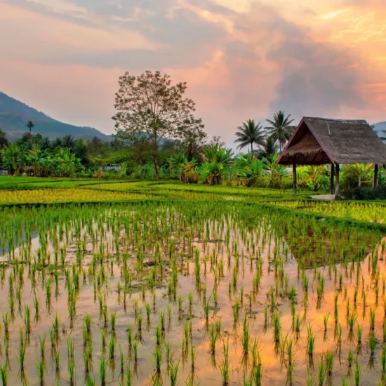 Rizières luxuriantes au coucher de soleil, une invitation à explorer la beauté authentique de l'Asie.